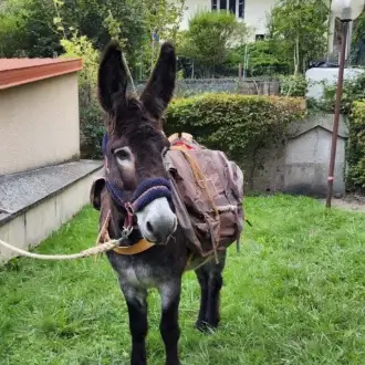 L’âne Paprika avec son bât