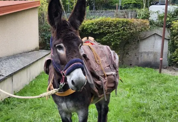 Balade-Ane-Ain-Bugey Un âne avec des sacoches