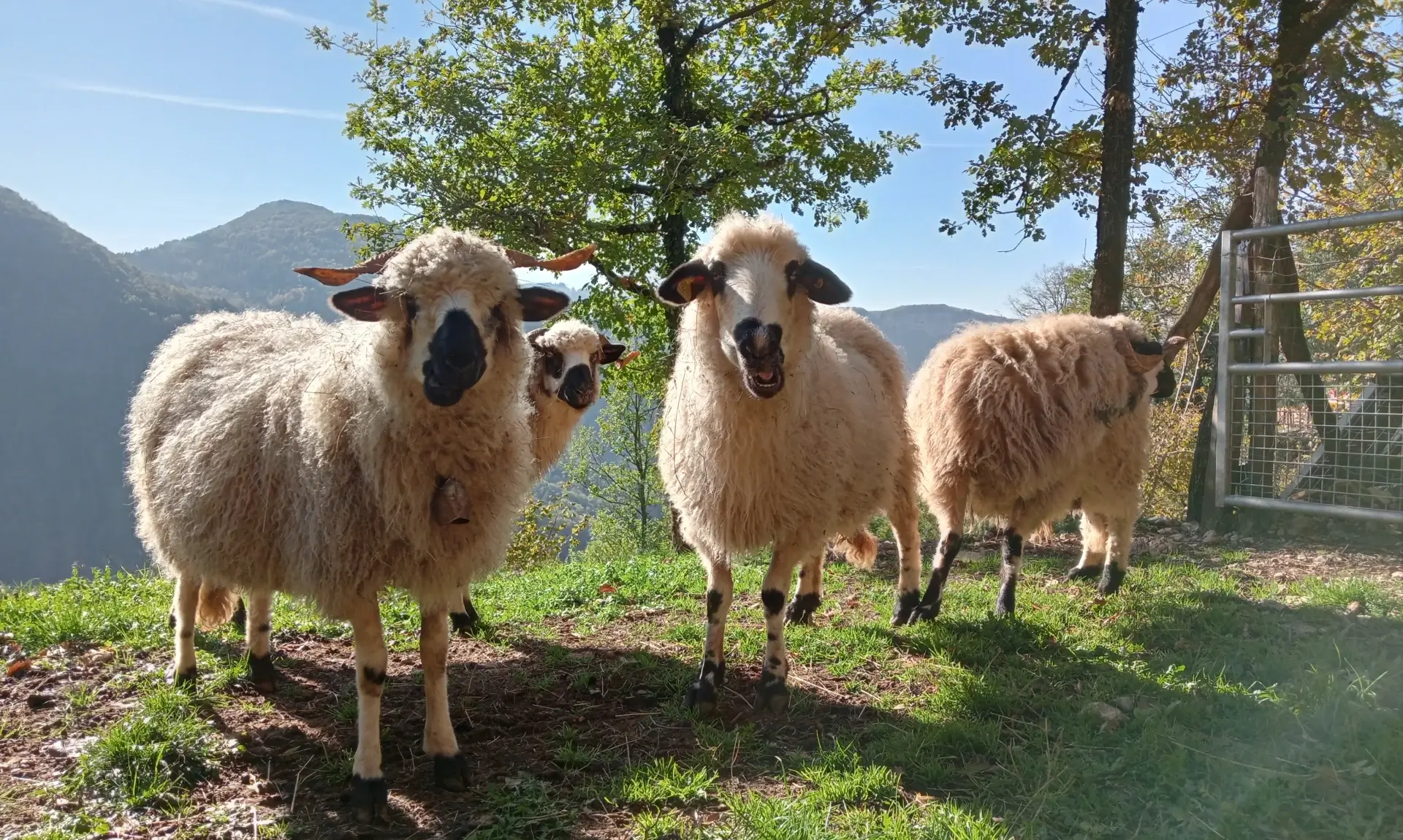 Les brebis de la ferme, avec les montagnes du Bugey en arrière plan.