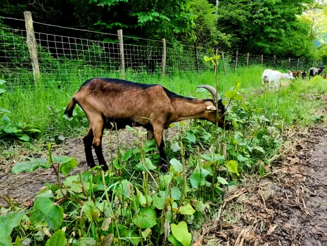 Nos chèvres entretiennent une parcelle maraîchère aprés récolte