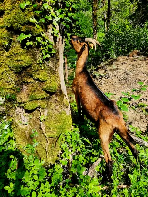 Une chèvre mange du lierre sur un rocher