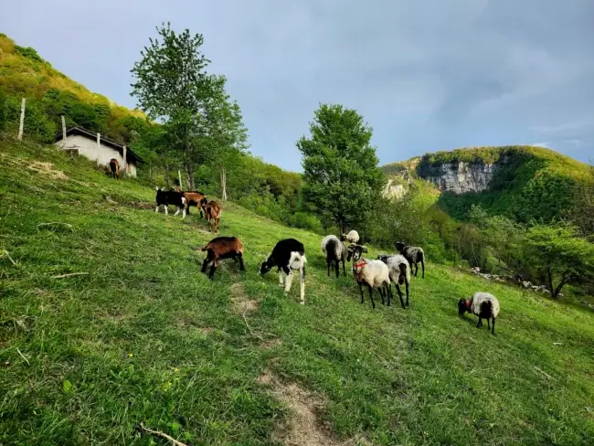 Nos brebis dans une parcelle en pente
