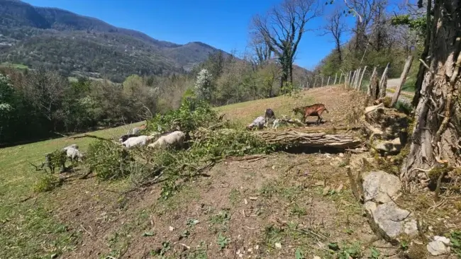 Nos brebis et chèvres broutent un arbre tombé