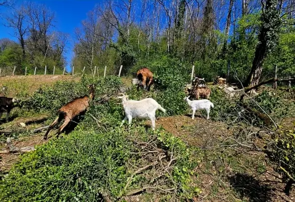 Les chèvres de la ferme entretiennent un terrain embroussaillé