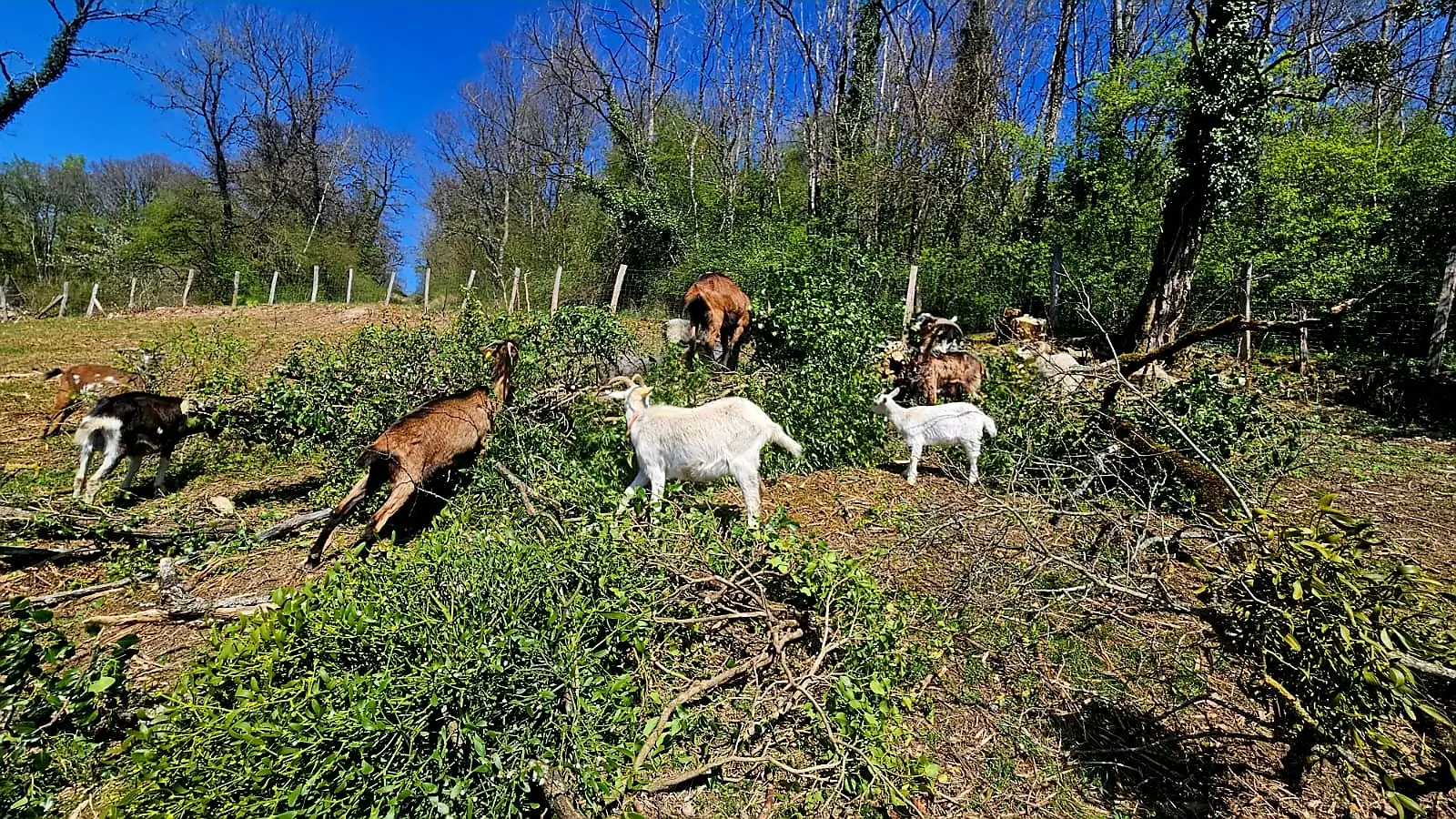 Chèvres mangeant des broussailles dans un enclos