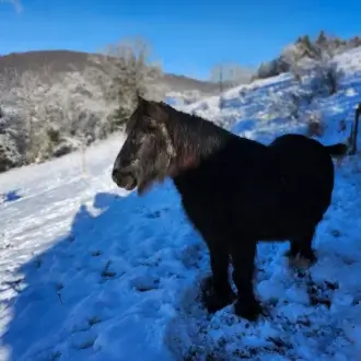 Lutin dans la neige
