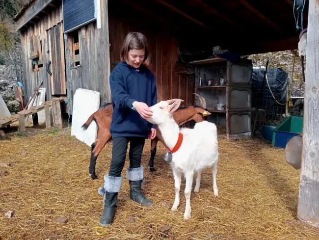 Une enfant caressant une chèvre