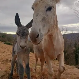 Rita et plume