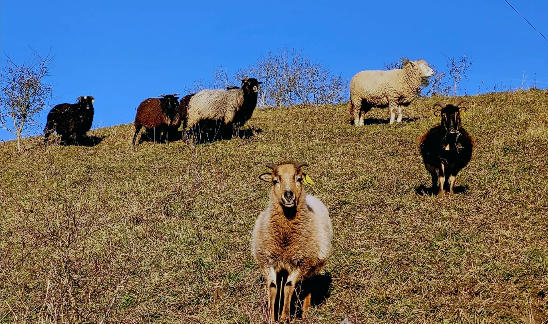Le troupeau de la ferme